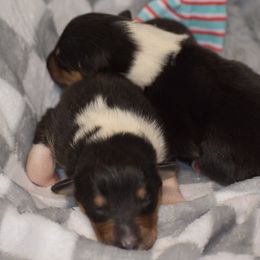 Cupid - Black white and tan male Collie puppy in Danville, Pennsylvania from Brookwood Collies, Smooth & Rough