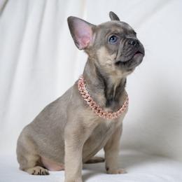 Rita Repulsa - Tricolors female French Bulldog puppy in Austin, Texas from ourfrenchies2yours