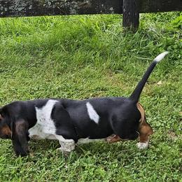 Basset Hounds from Tater's Tots