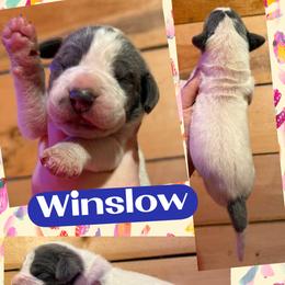 WINSLOW - Blue and white male Great Dane puppy in Wellsville, New York from Prophecy Danes
