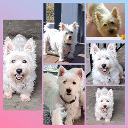 Charlotte - West Highland White Terrier