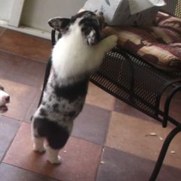 Girl 1 - female American Corgi puppy in Saucier, Mississippi from Southern Tastes American Corgis
