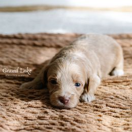 Peppermint Patty - Brown female Schnoodle puppy in Grove, Oklahoma from Grand Lake Poodles & Doodles