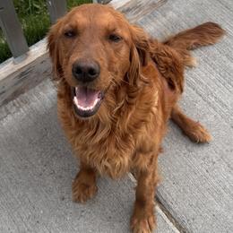 Golden Retriever All Grown Up from Red Belle Golden Retrievers