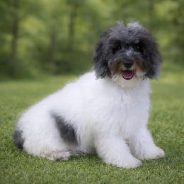 Lacey - Goldendoodle