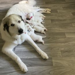 Great Pyrenees Puppies from Sweet Land of Liberty