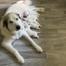 Great Pyrenees Puppies from Sweet Land of Liberty