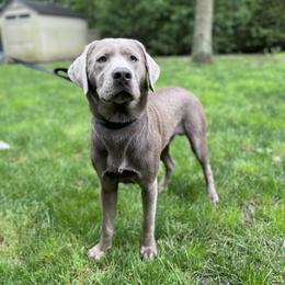Dilute Retriever and Labrador Retriever Puppies from South Shore Labradors