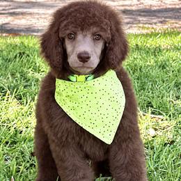(Fischer) Lime Green Collar Male - Silver-beige  male Poodle puppy in Screven, Georgia from Dreamland Standard Poodles