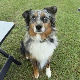 Teemo - Miniature Australian Shepherd