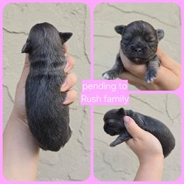 Bluey - Blue and tan female Chihuahua puppy in Vineland, New Jersey from Royal Companion's