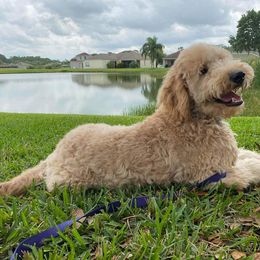 Goldendoodle All Grown Up from Fairfax Farms