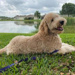 Goldendoodle All Grown Up from Fairfax Farms