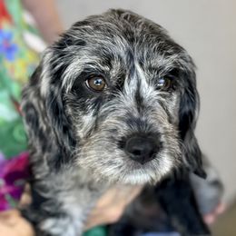 Willow - Merle female Australian Labradoodle puppy in Concord, California from Golden State Good Dogs