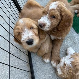 Goldendoodle Puppies from Lover Dover Doodles