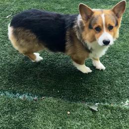 Kahn - Black and tan male Pembroke Welsh Corgi puppy in De Witt, Arkansas from Western Plains Kennel