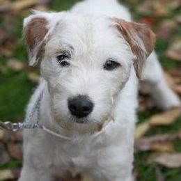 Chas - Jack Russell Terrier