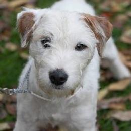 Chas - Jack Russell Terrier
