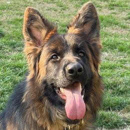 Ahna - German Shepherd