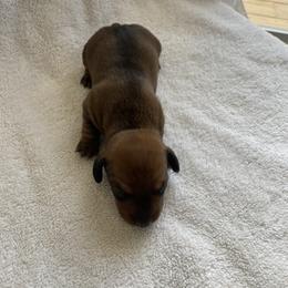 Boy 2 - male Dachshund puppy in Wagener, South Carolina from Rock Lake Farm