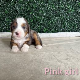 Girl 5 - Blue merle female Bernedoodle puppy in Modesto, California from Two Doods Doodles