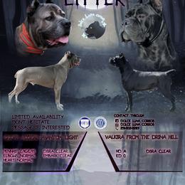 Cane Corso puppies from Dolce Luna Corsos