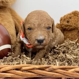 Snap- Orange Collar - Red  male Goldendoodle puppy in Cape Coral, Florida from Nay Nays Mini Doodles