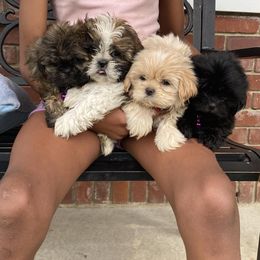 Shih Tzu Puppies from Lady Class Kennel