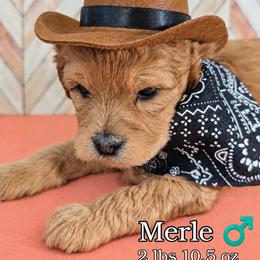 Sable - Brindle and white male Shihpoo puppy in Rockledge, Florida from Bellady's Shihpoos