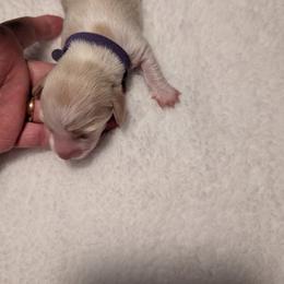 Dachshund Puppies from Hot Diggity Dachshunds