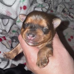 Jill - Tan female Yorkshire Terrier puppy in Bolton, Connecticut from Elle Yorkies