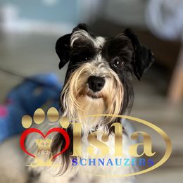 Abigail - Miniature Schnauzer