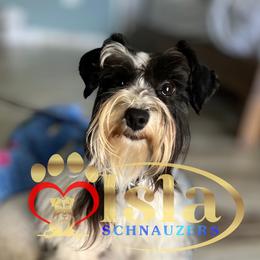 Abigail - Miniature Schnauzer