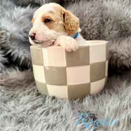 Rowan - Parti male Goldendoodle puppy in Boise, Idaho from Goldendoodle Baby