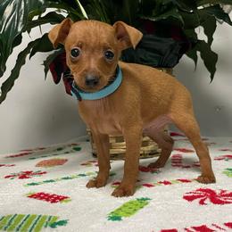 Dash - Red male Miniature Pinscher puppy in Lancaster, Missouri from White Stone Ranch