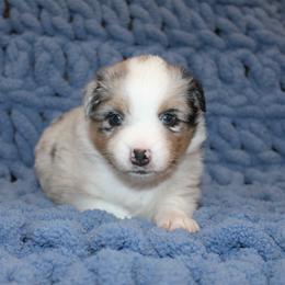 Australian Shepherd Puppies from Crofford’s Pretty Pups