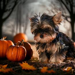 Yorkshire Terrier Puppies from Essence of Grace Yorkies