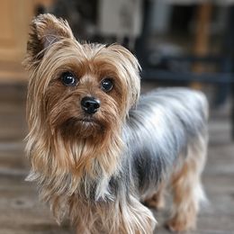 Luna - Yorkshire Terrier