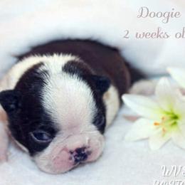 Boy 3 - Black and white male Boston Terrier puppy in North Central, Vermont from Windy Valley’s Bostons