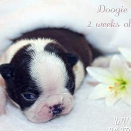 Boy 3 - Black and white male Boston Terrier puppy in North Central, Vermont from Windy Valley’s Bostons