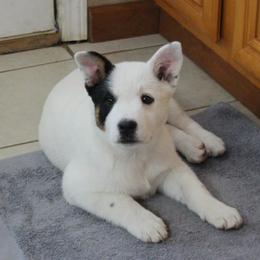 Daisy - Blue mottled female Australian Cattle Dog puppy in Danville, Arkansas from 4 Hills Cattle Dogs