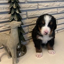 Green Girl - Black rust and white female Bernese Mountain Dog puppy in Oakley, Idaho from Purple Sage Puppies Bernese Mountain Dogs