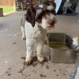 Brew - Parti male Miniature Schnauzer puppy in Fort Worth, Texas from Sissy’s Schnauzers