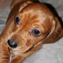 Dachshund Puppies from Dax Place