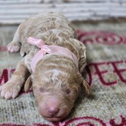 Starla - Apricot female Goldendoodle puppy in Austin, Texas from Austin Doodles & Poodles