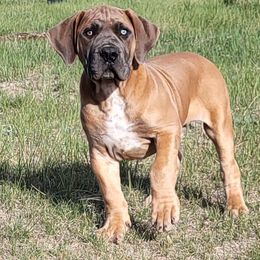 Boerboel Puppies from Standing Stone Boerboels