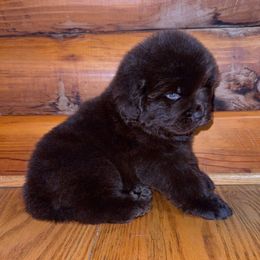 Brown Female 1 - Brown female Newfoundland puppy in New York from Johnson Farms