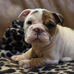Speckles - White female Bulldog puppy in Salem, Illinois from Itsabulldogthing