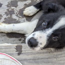 Border Collie Puppies from Water Dog Border Collies