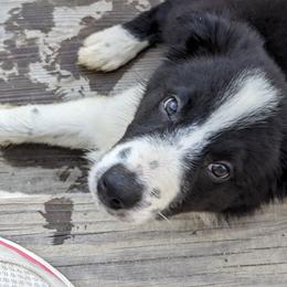 Border Collie Puppies from Water Dog Border Collies